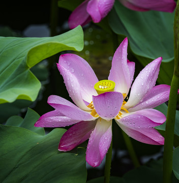 荷花