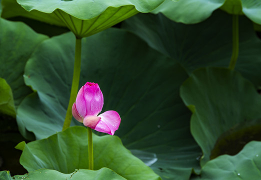 荷花