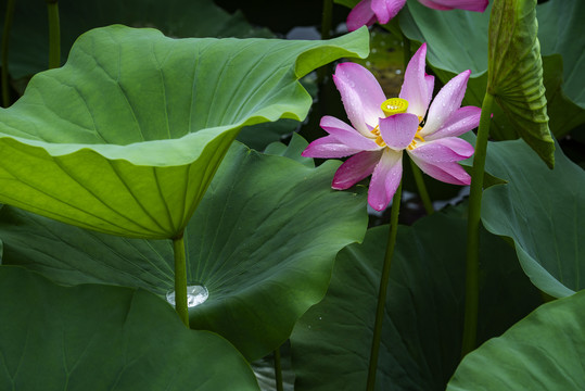 荷花