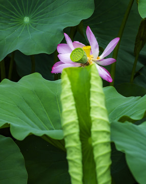 荷花