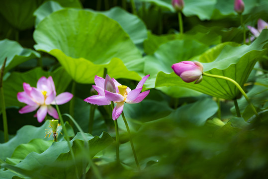 荷花