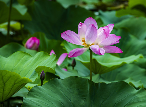 荷花