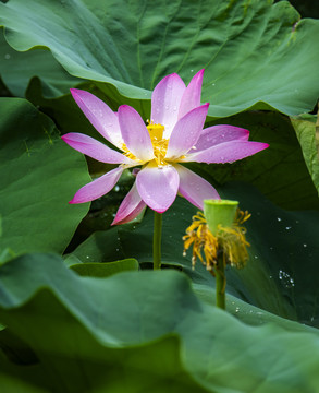 荷花