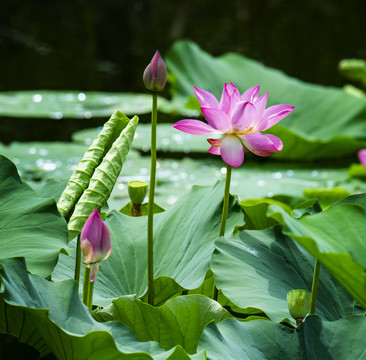 荷花
