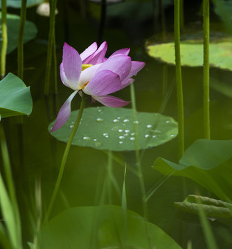 荷花