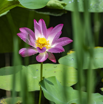 荷花