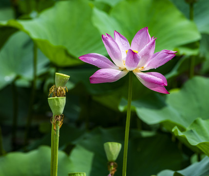荷花