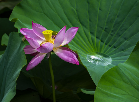 荷花