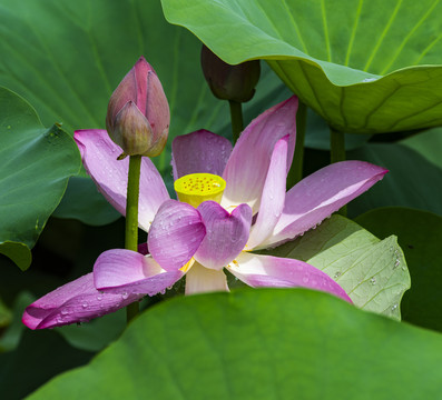 荷花