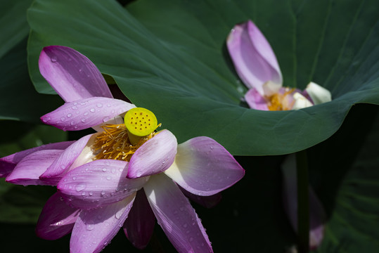 荷花