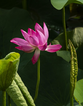 荷花