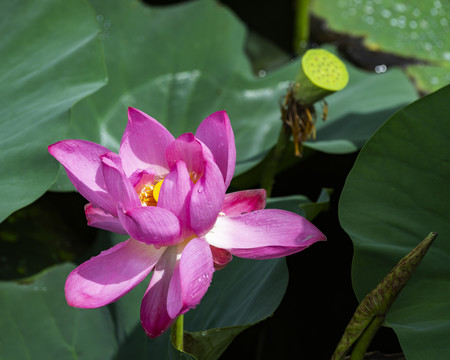 荷花