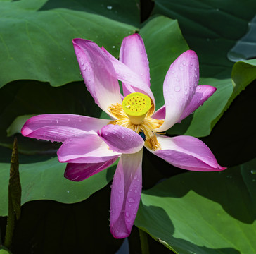 荷花