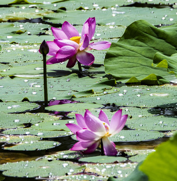 荷花