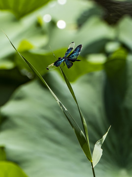 蜻蜓
