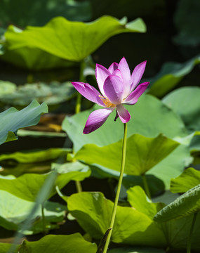 荷花