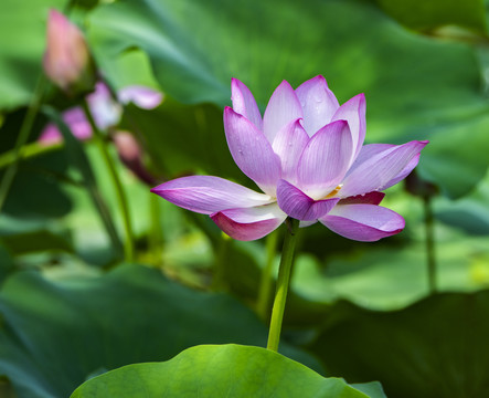 荷花