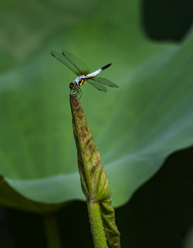 蜻蜓