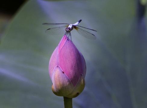 蜻蜓