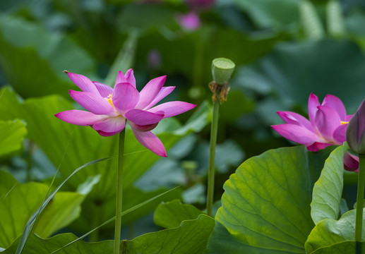 荷花