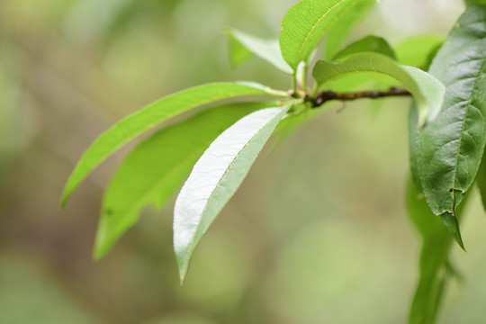 树叶桃子叶子局部特写素材