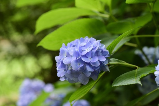 绣球花背景虚化蓝色绣球花