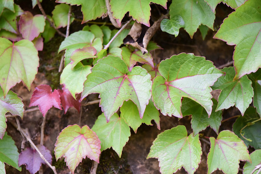 爬山虎茎叶