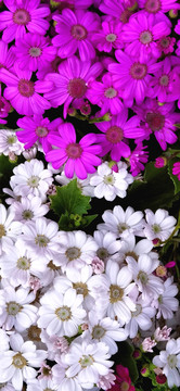 紫色白色菊花壁纸