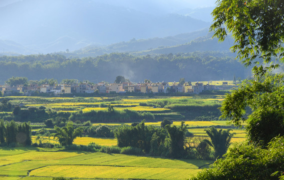 稻田新村