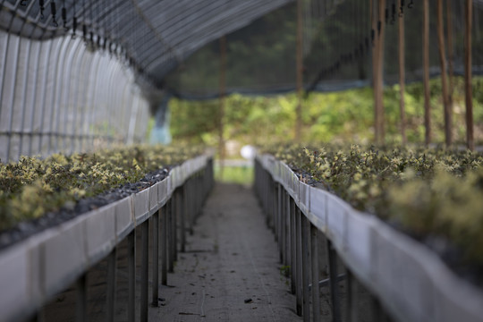 人工种植繁殖铁皮石斛基地