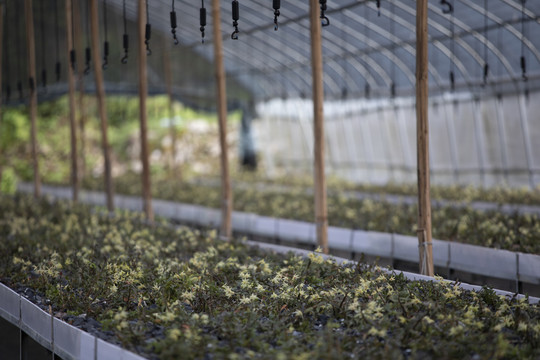 人工繁殖种植石斛铁皮枫斗基地