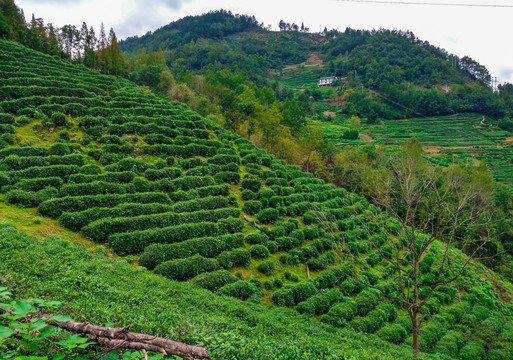 汉中茶山