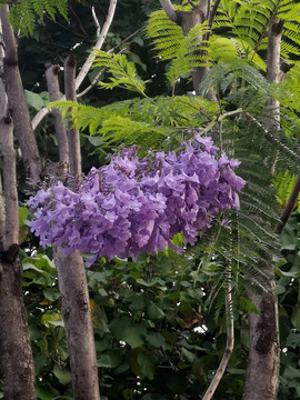 紫兰花