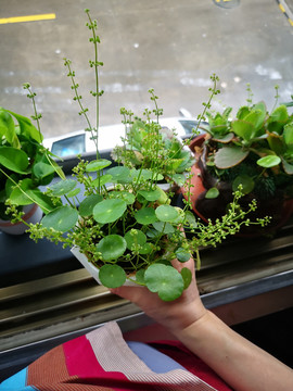 金钱草