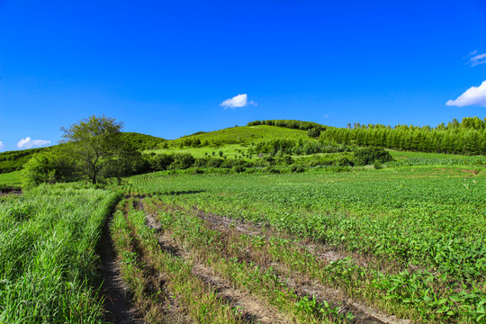 自然风光风景乡村路河道田野