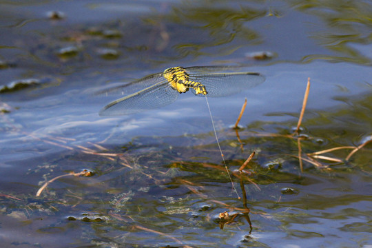 蜻蜓点水排卵