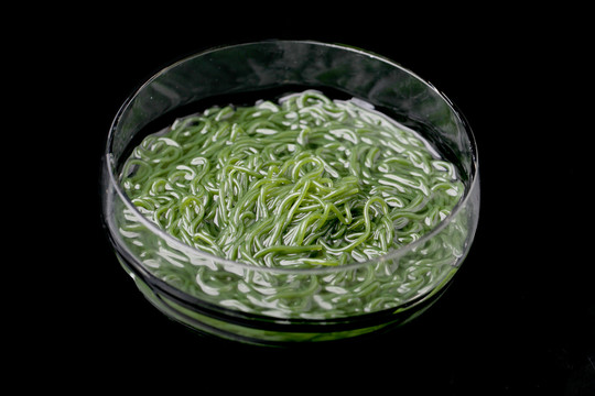 粉丝