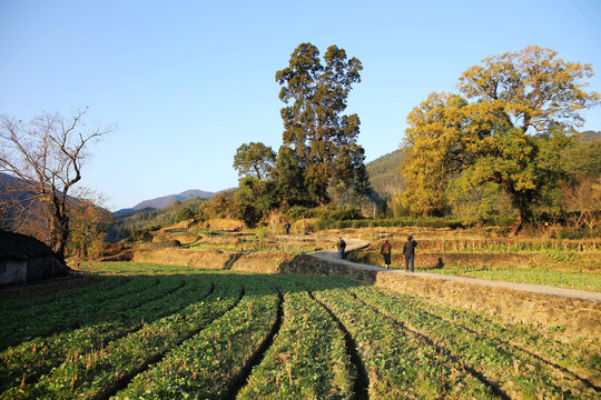 皖南塔川