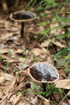 野生灵芝