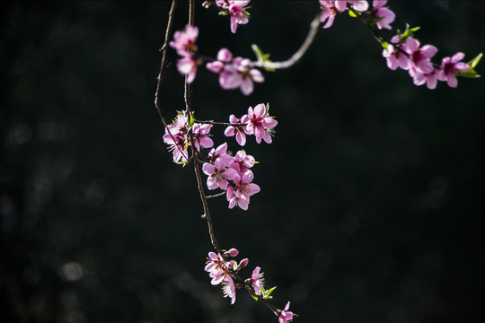 桃花开