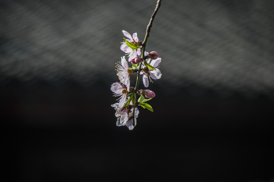 一枝桃花