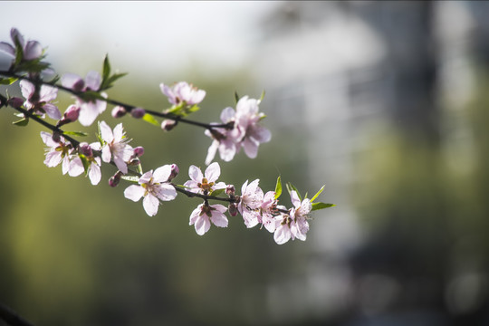 桃花开