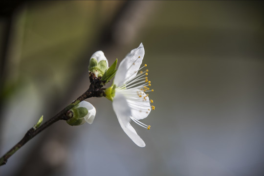 花卉