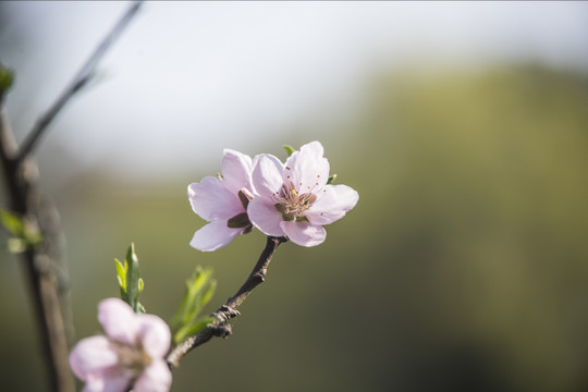 桃花