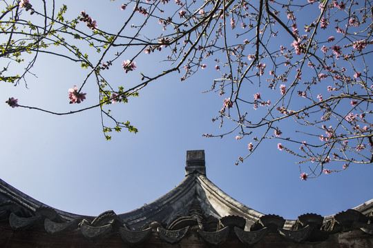 梅花