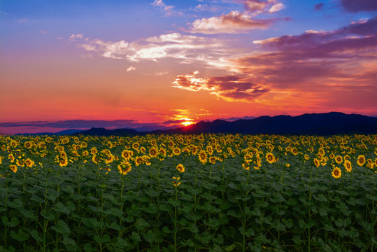 向日葵田园风光落日夕阳