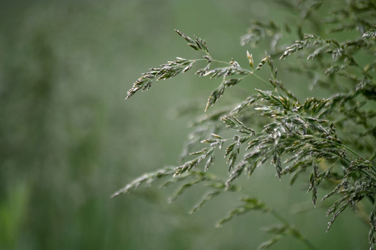 光影野草