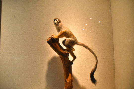 金丝猴标本