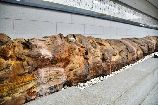 巨木化石