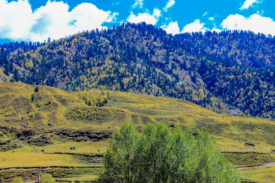 卡子拉山风景区